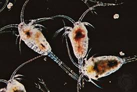 Live Copepods