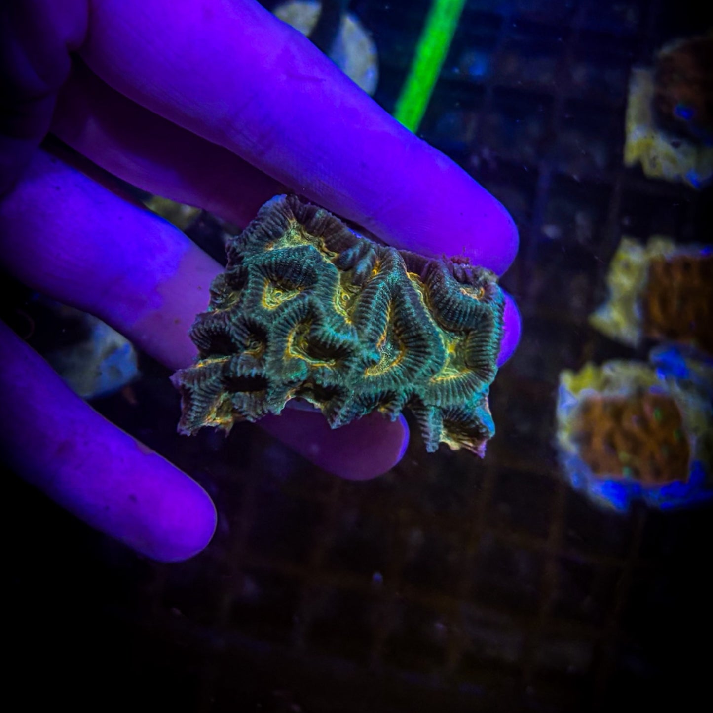 Molten Core Brain Coral