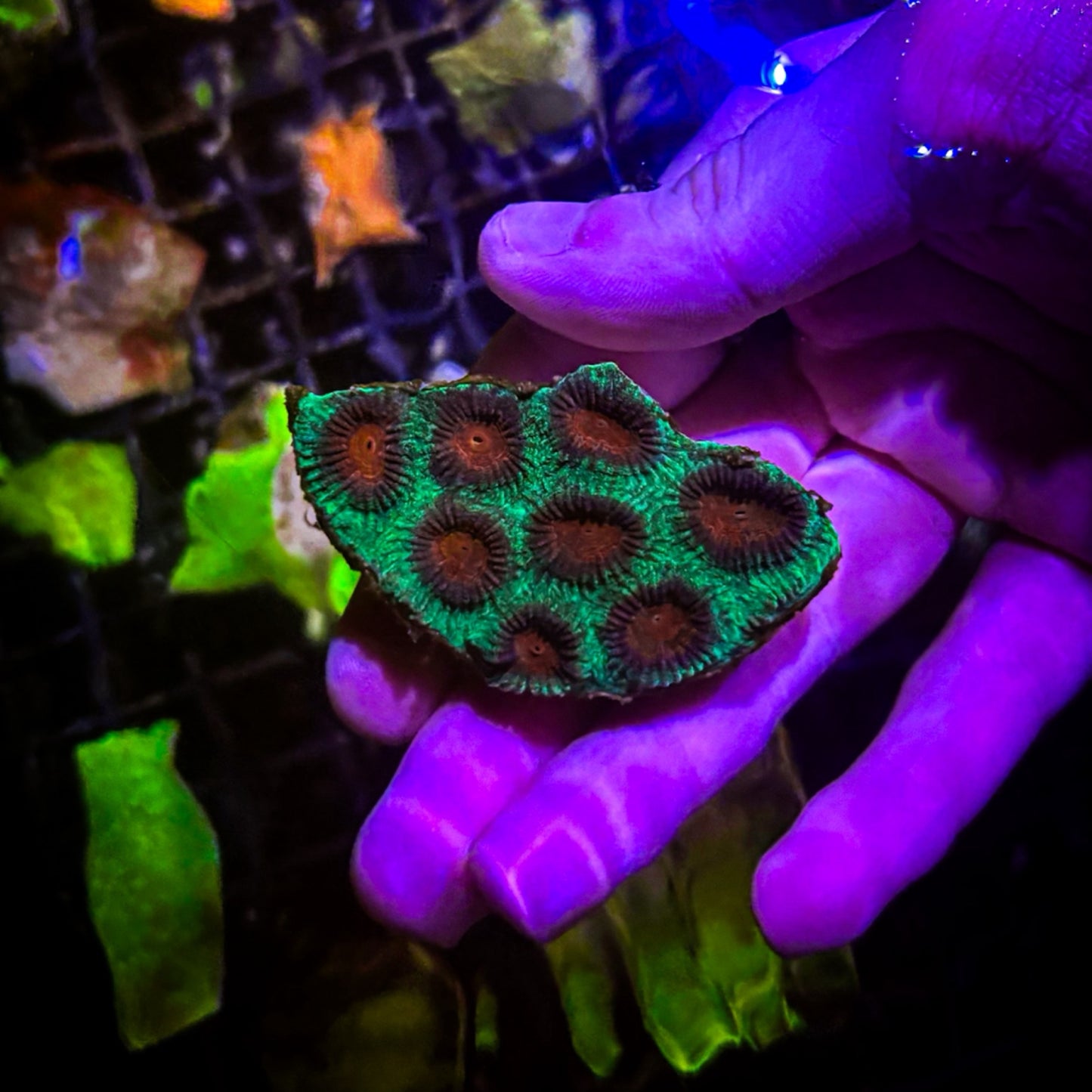 Watermelon Favia