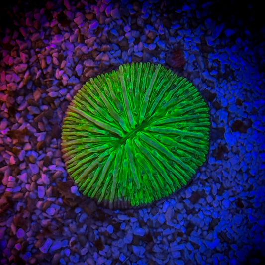 Neon Green Funghia (55)