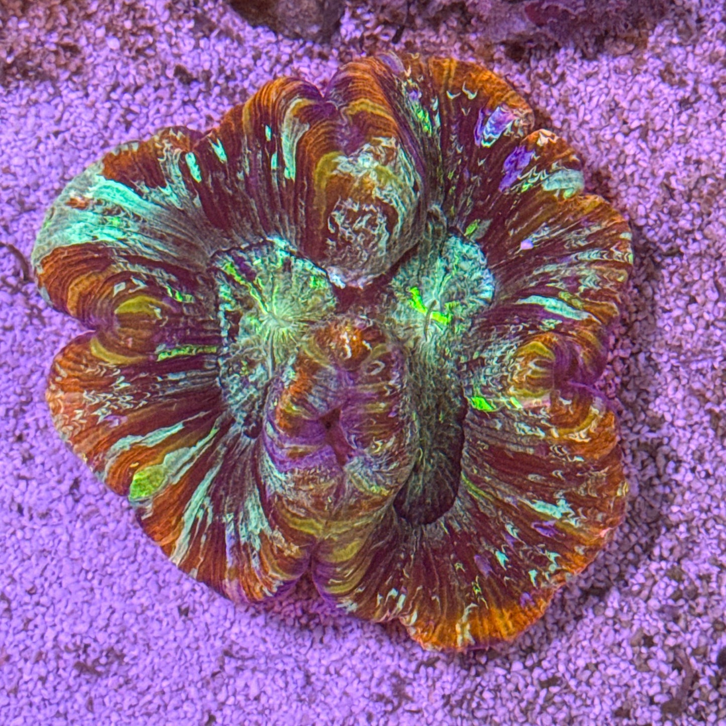 A Grade Trachyphyllia [WYSIWYG A04]