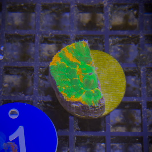 Ultra Bleeding Apple Scoly (90)
