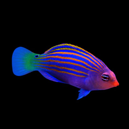 Six Line Wrasse
