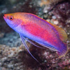 Beau's Flasher Wrasse