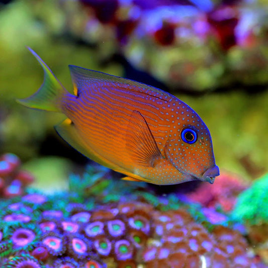 Blue Eye Kole Tang