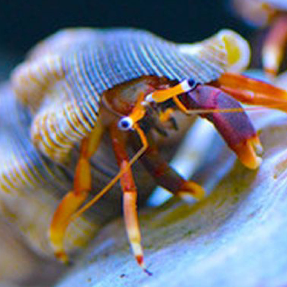 Orange Claw Hermit Crab