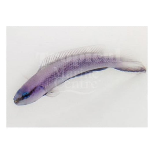 Indigo Pygmy Basslet