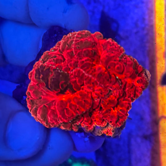 Ultra Red Blastomussa WYSIWYG