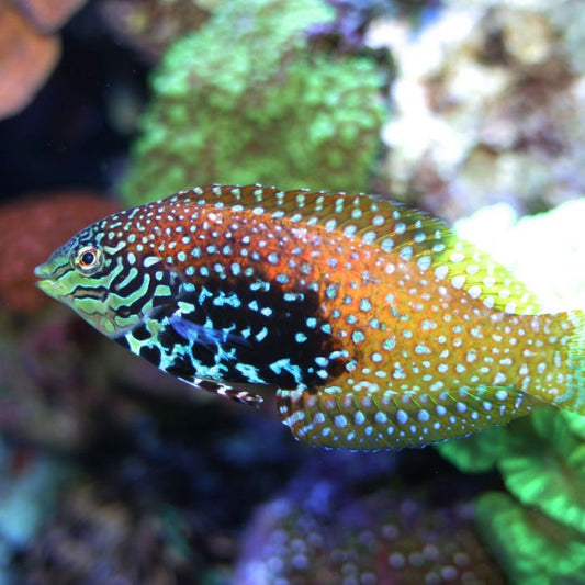 Peacock Wrasse