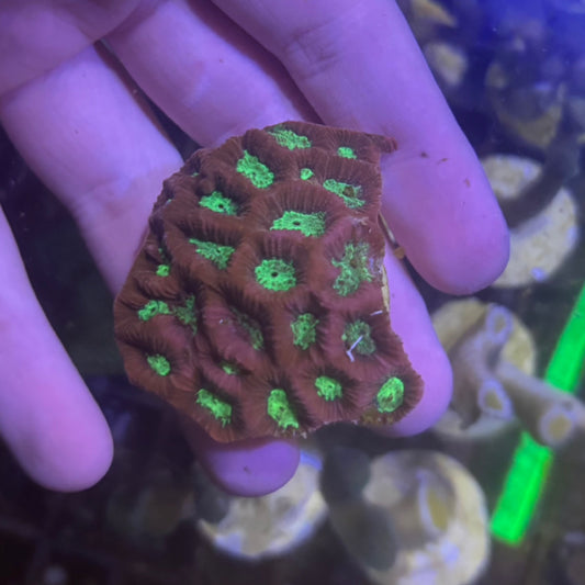 War Coral (47)
