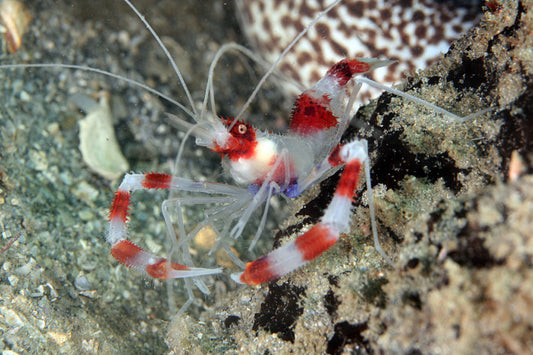 Banded Boxer Shrimp