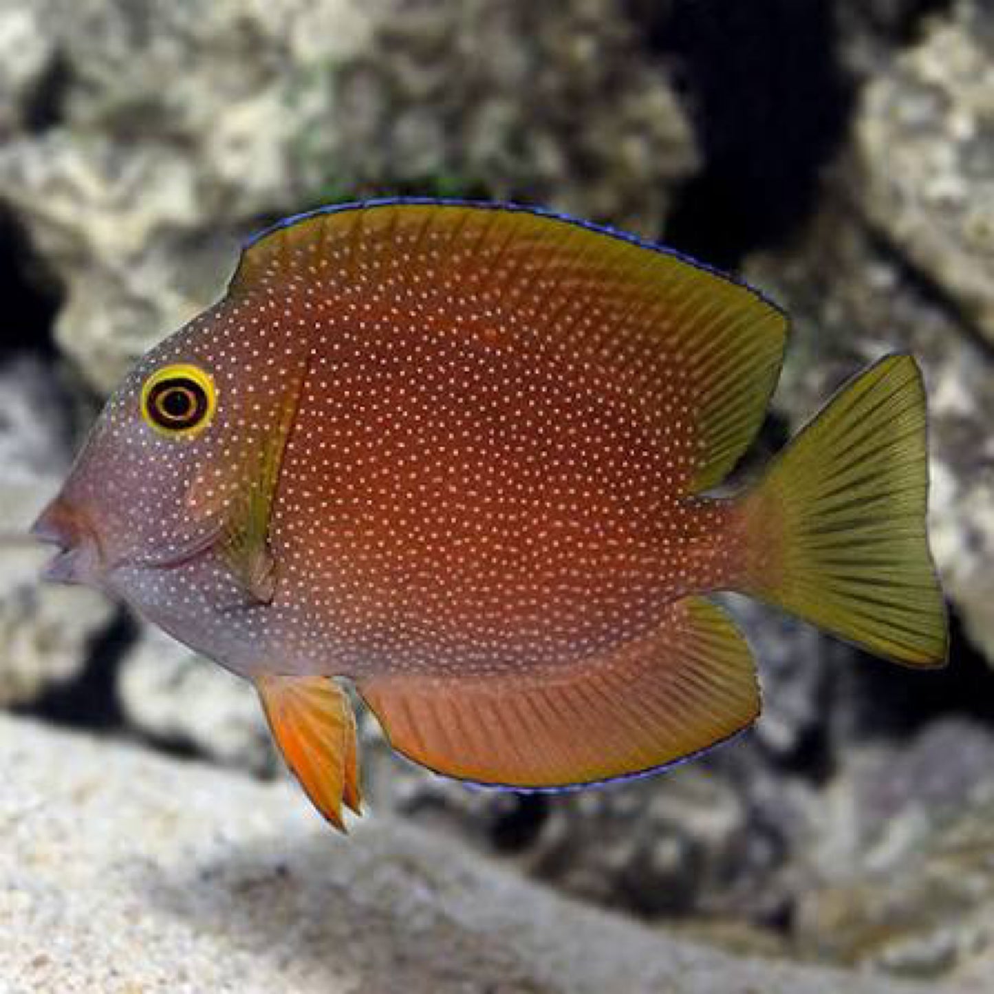 Silver spot Tang (Yellow Eye Tang)