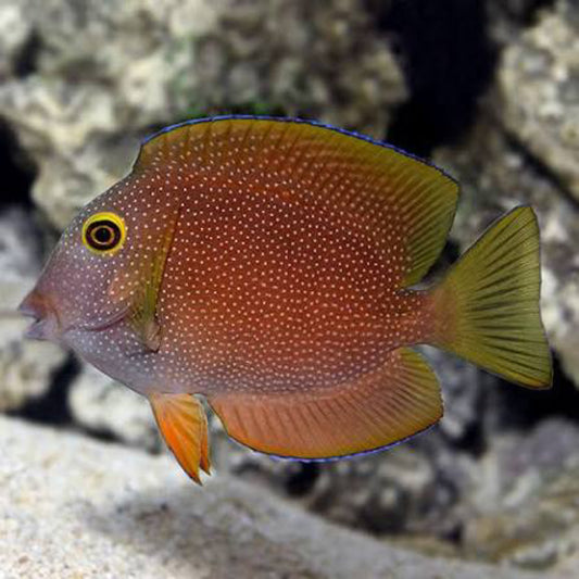 Silver spot Tang (Yellow Eye Tang)