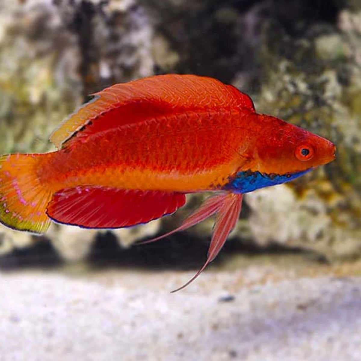 Tonozukai’s Fairy Wrasse