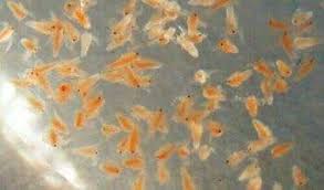 Baby Brine Shrimp 150ml