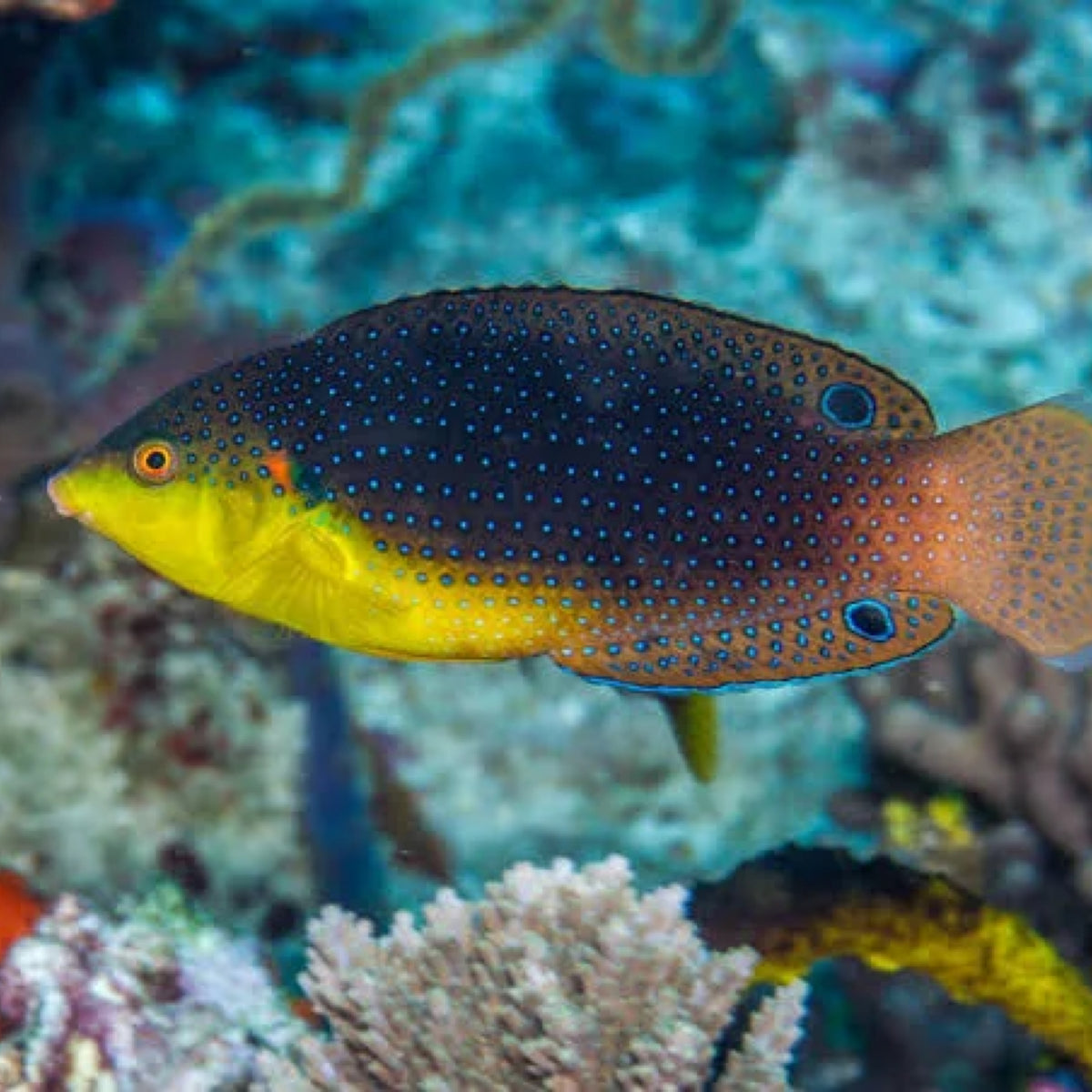 Twistii Wrasse