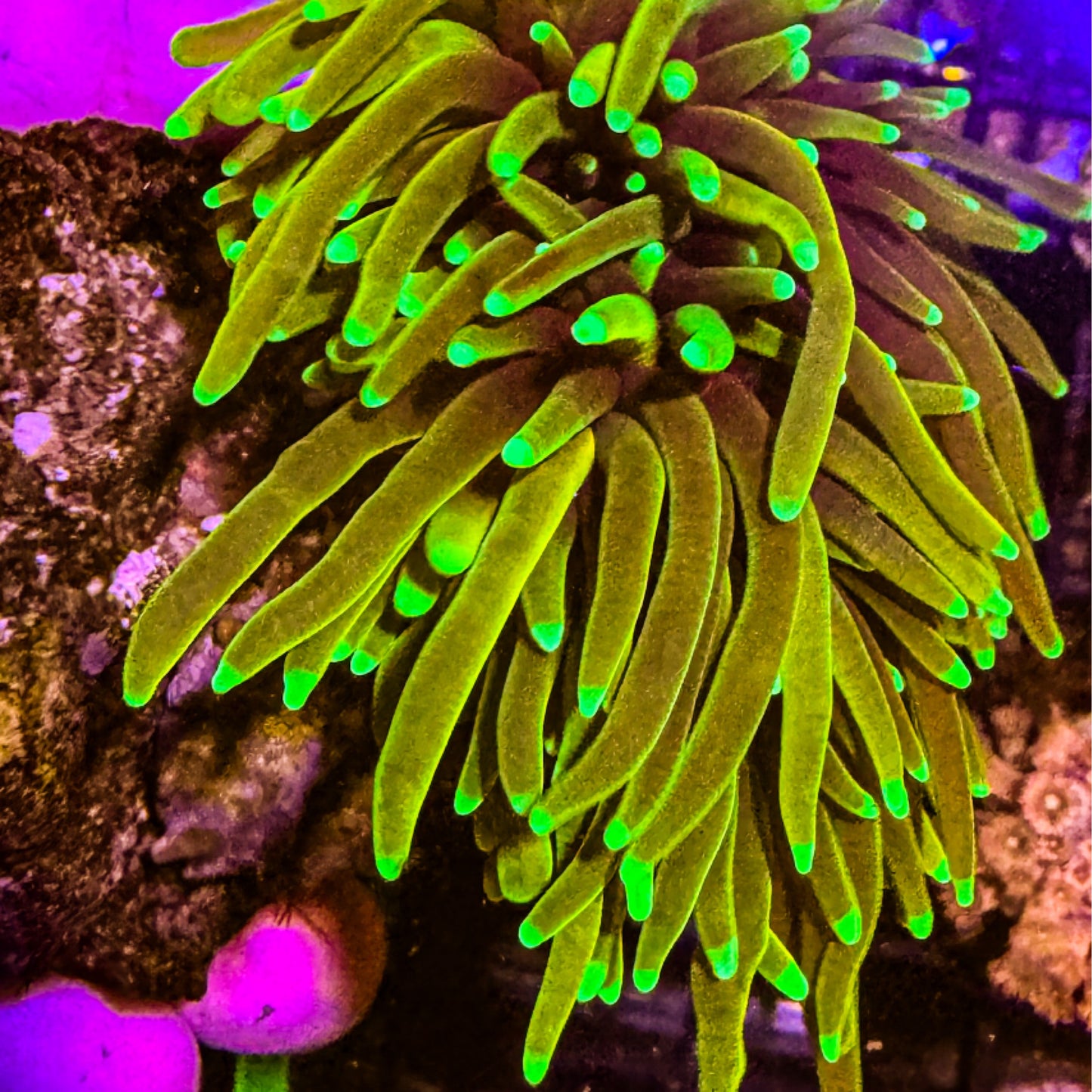 Hellfire Torch Coral