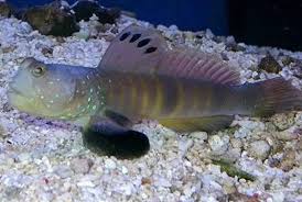 Blue Watchman Goby (Monster sized 20cm)