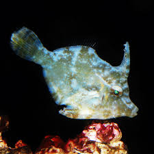 Aiptasia Eating Filefish
