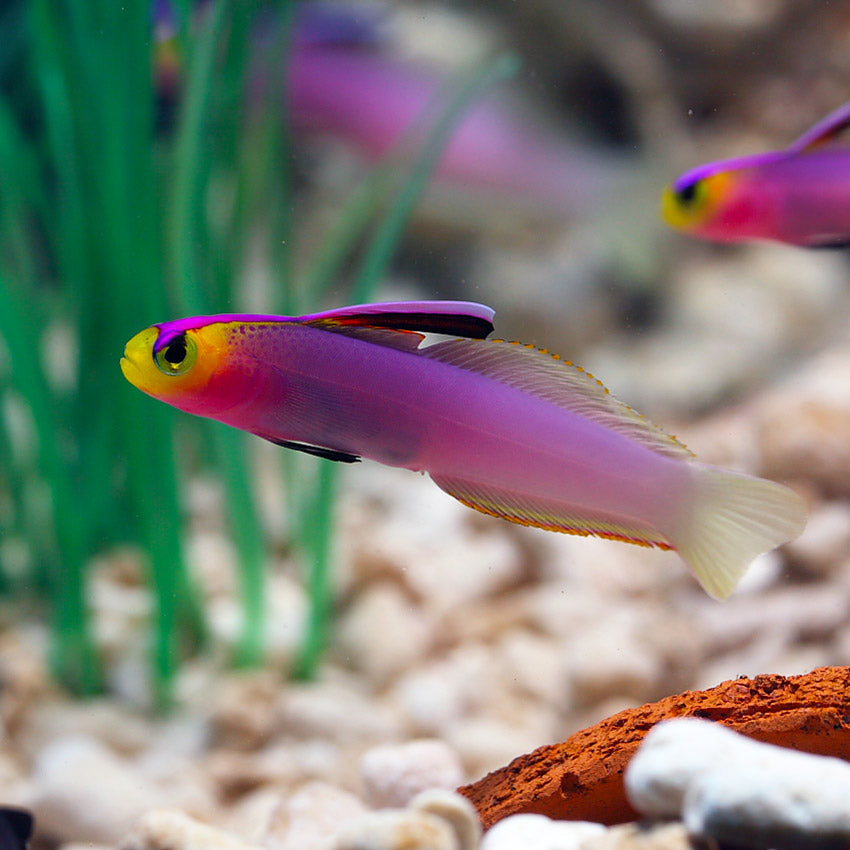 Helfrichi Firefish
