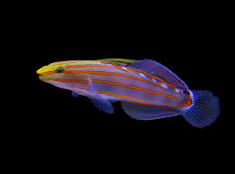 Court Jester Goby (Old Glory)