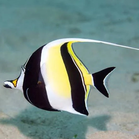 Moorish Idol