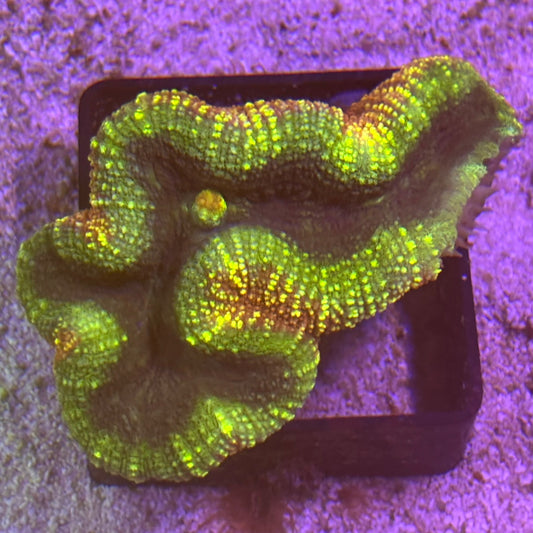 Rainbow Lobophyllia (89)