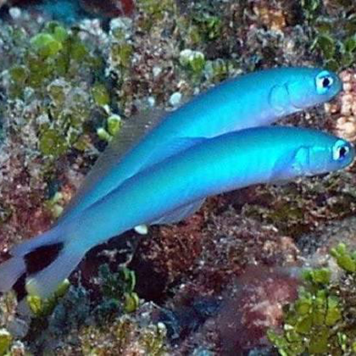 Blue Gudgeon Dartfish