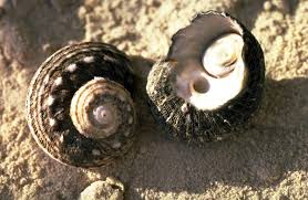 Turban Snail