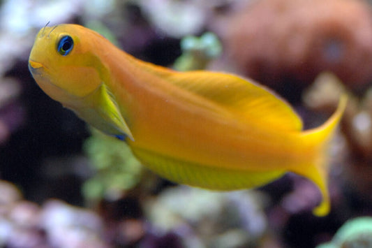 Midas Blenny