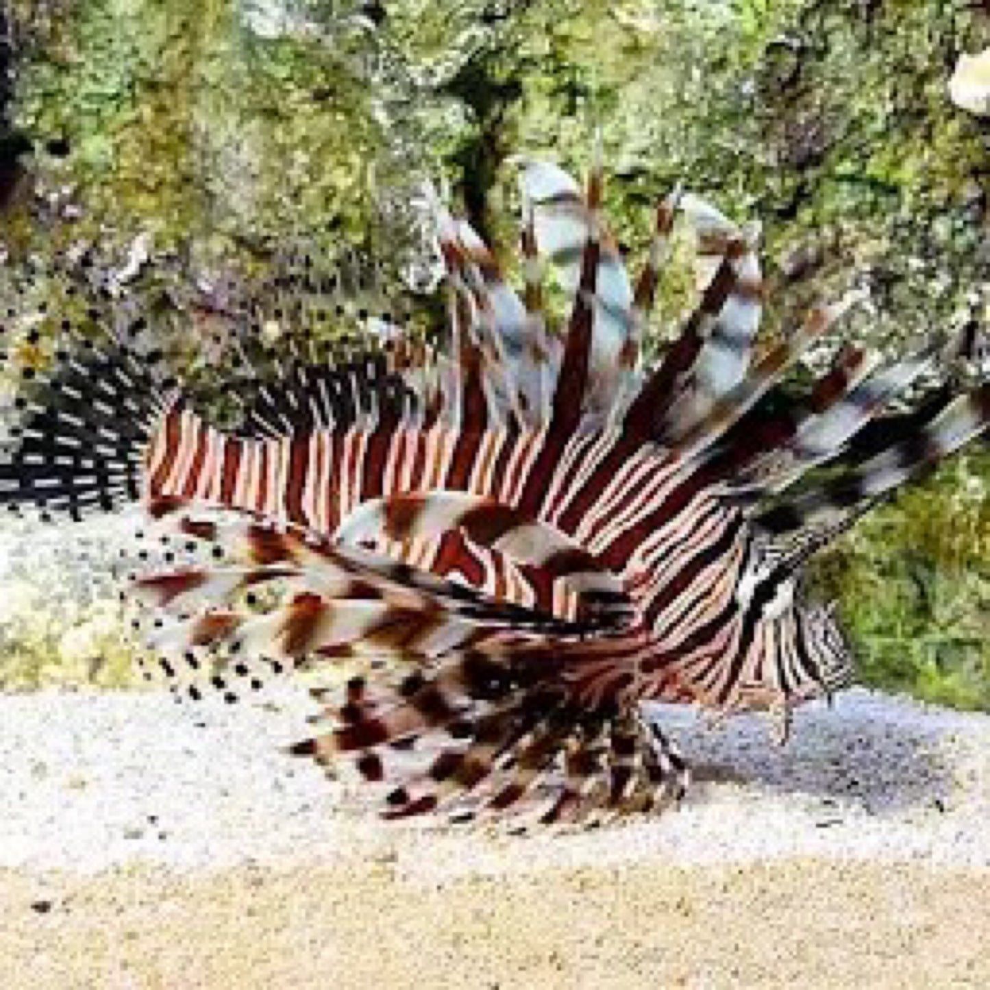 Volitans Lionfish