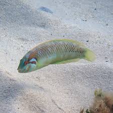 Seagrass Wrasse