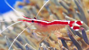 Cleaner Shrimp