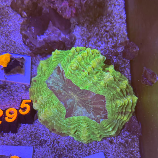 Green Acantho (48)