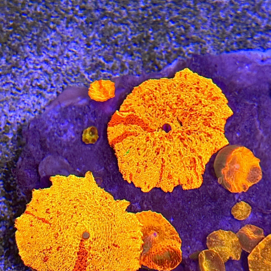 Jawbreaker Discosoma Mushroom (Grade A)