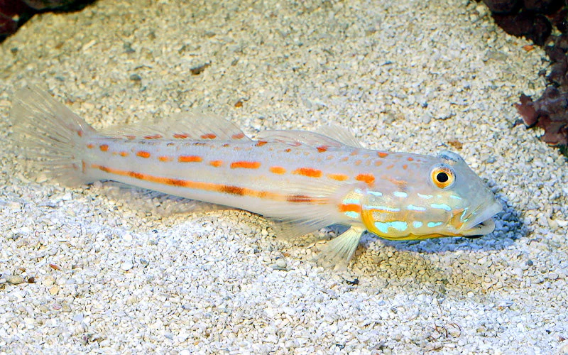 Diamond Watchman Goby (Orange spot goby)