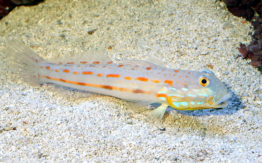 Diamond Watchman Goby (Orange spot goby)