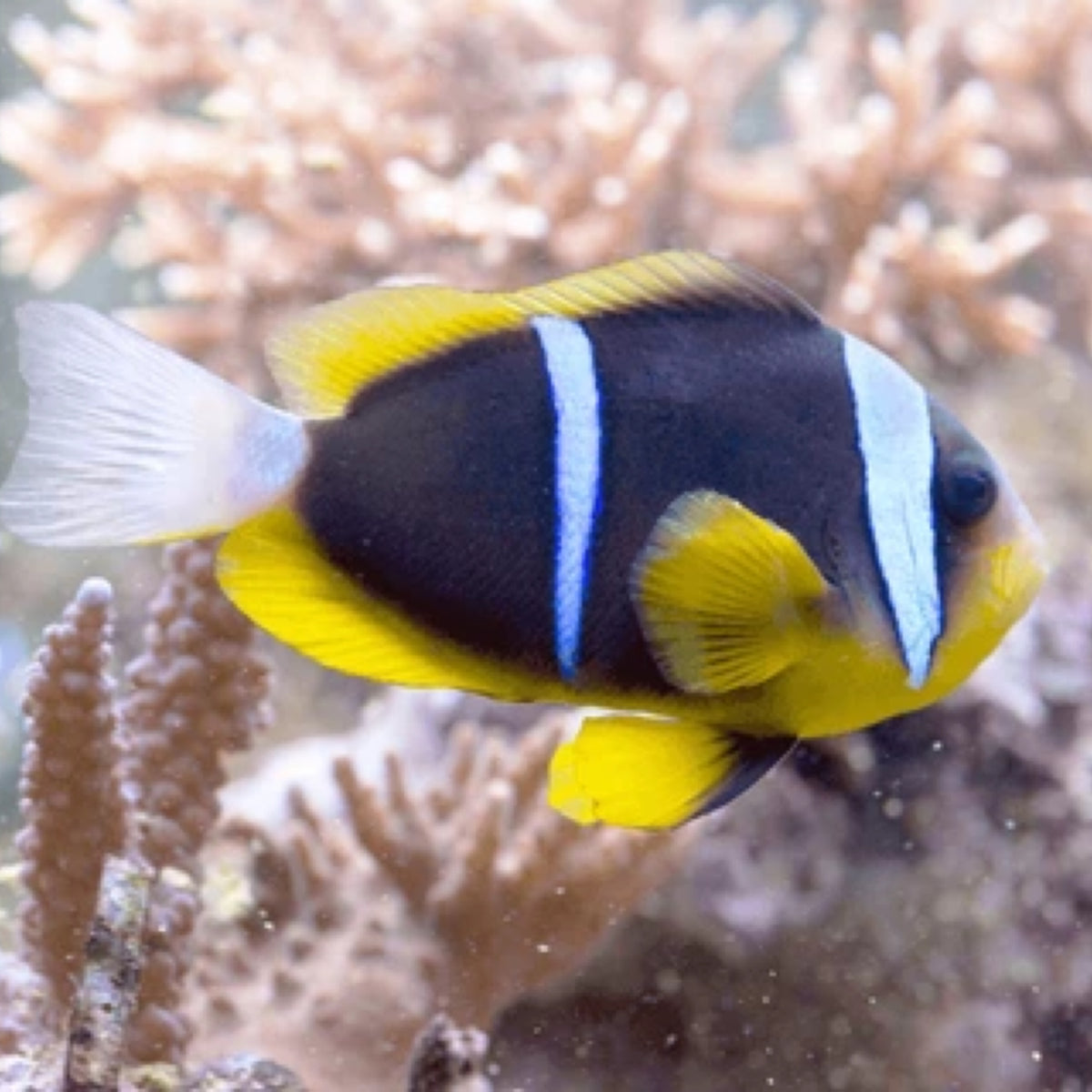 Chocolate Clownfish