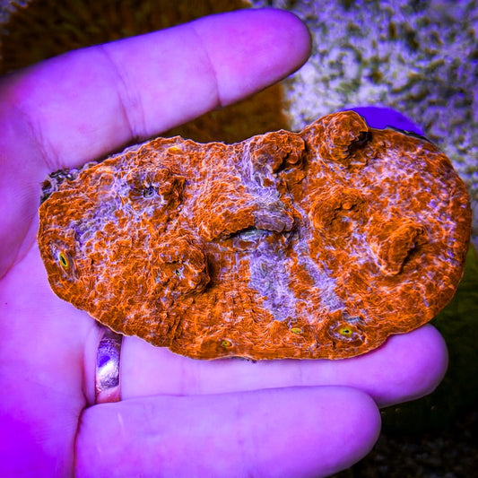 Martian Fields Chalice Frag (4)