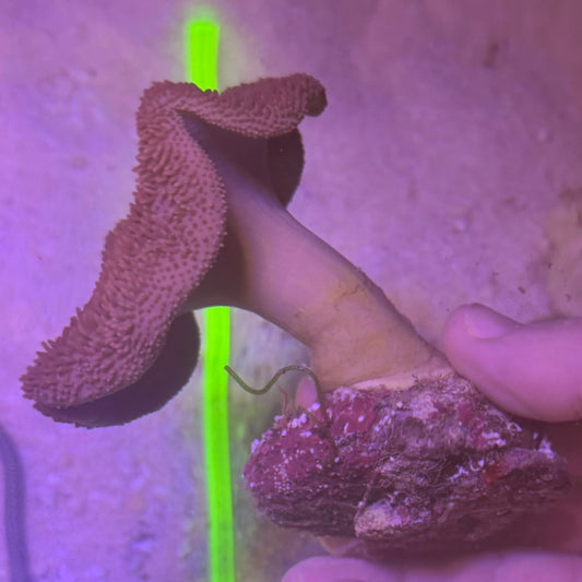 Toadstool Leather Coral (Sarcophyton)