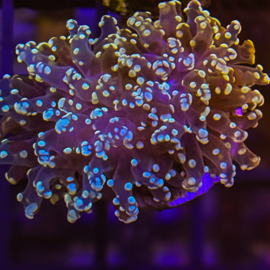 Yellow Frogspawn