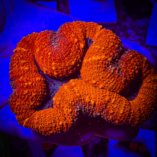 Aussie Sunrise Lobophyllia (39)