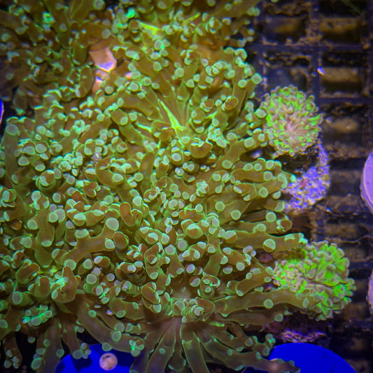 Frogspawn [118]
