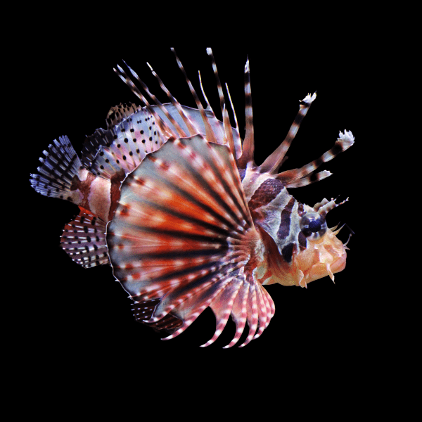 Fuzzy Dwarf Lionfish