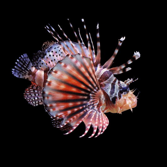 Fuzzy Dwarf Lionfish