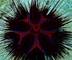 Blue Spot Urchin