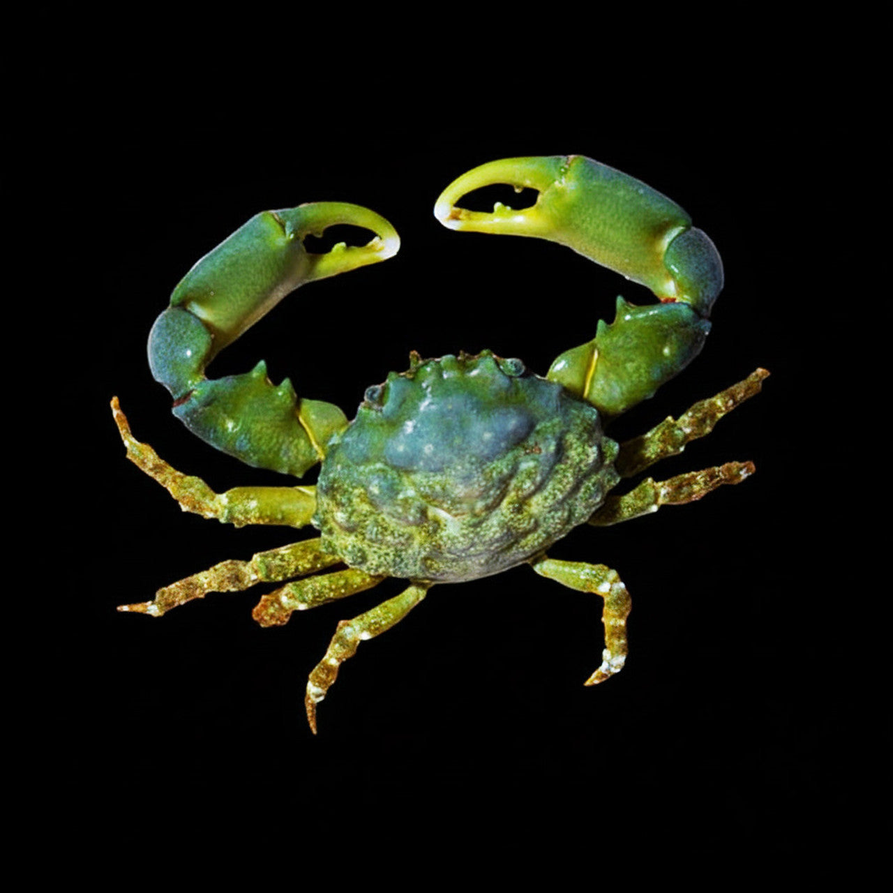 Emerald Crab