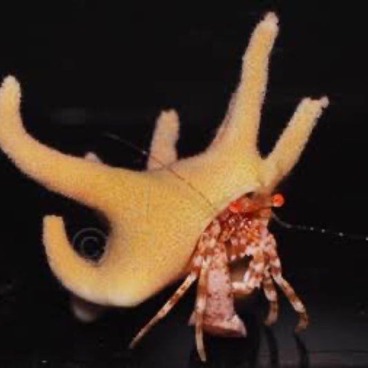 Antler Crab