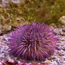 Pin Cushion Urchin