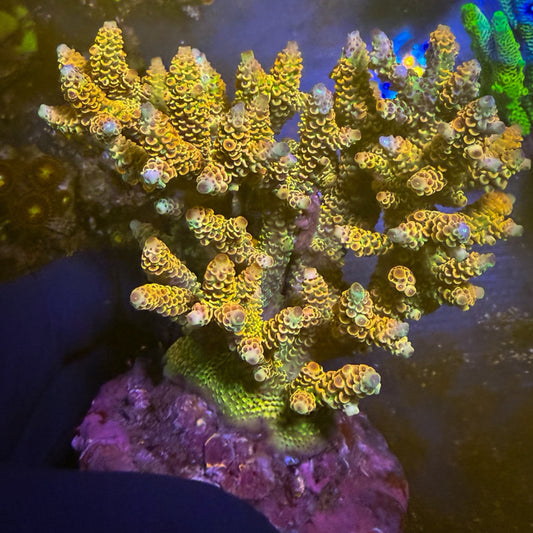 Orange Passion Acro Colony L [111]
